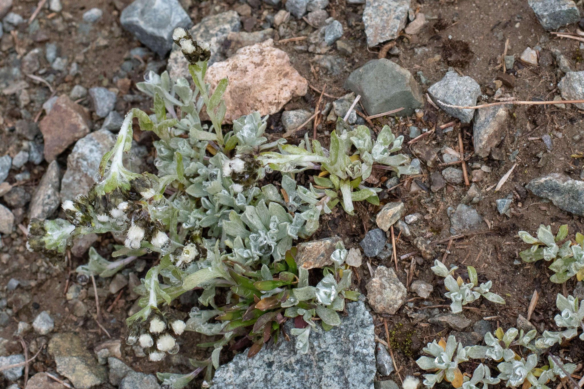 Image of Rocky Mountain pussytoes