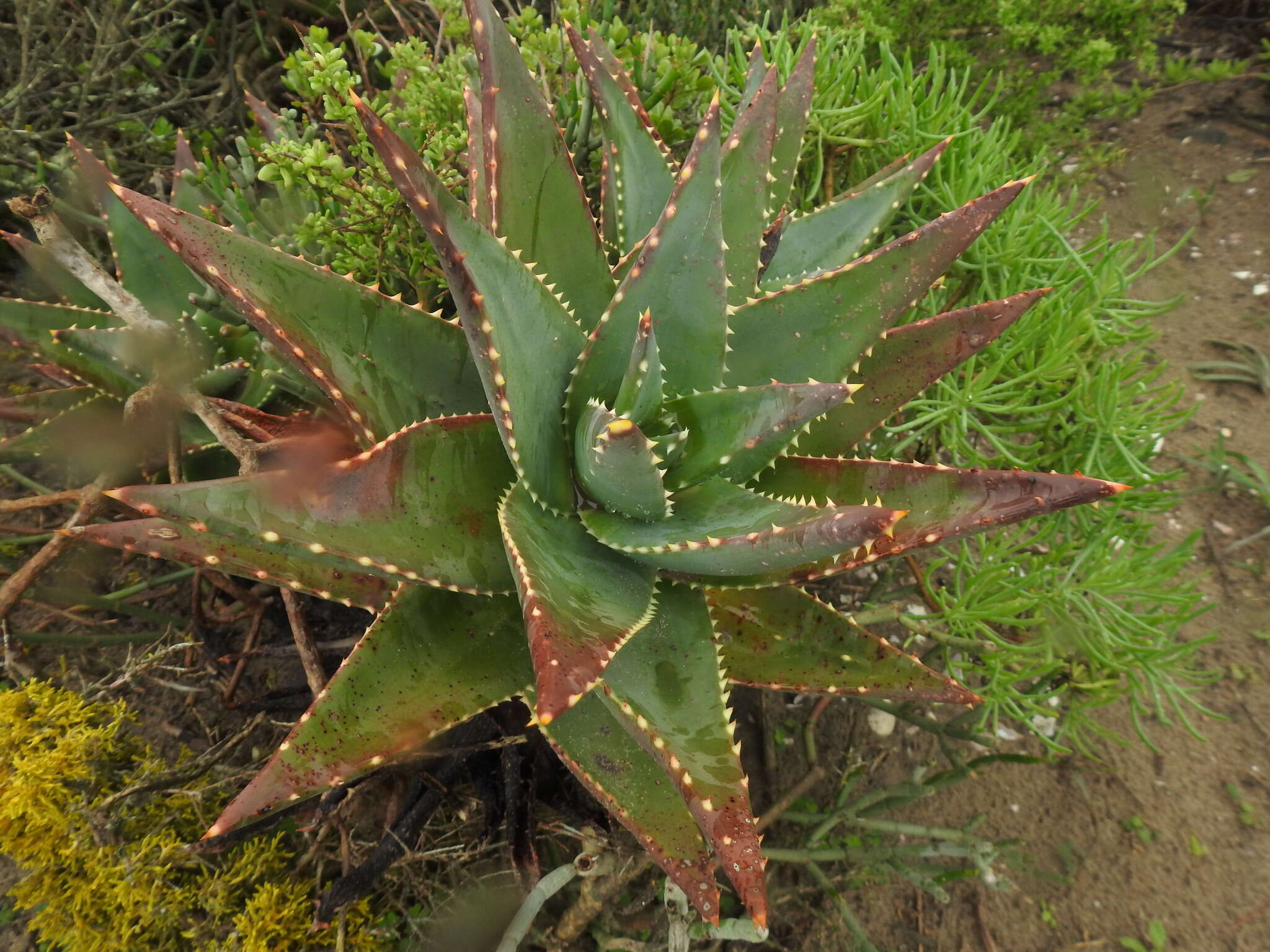 Image of Aloe distans Haw.