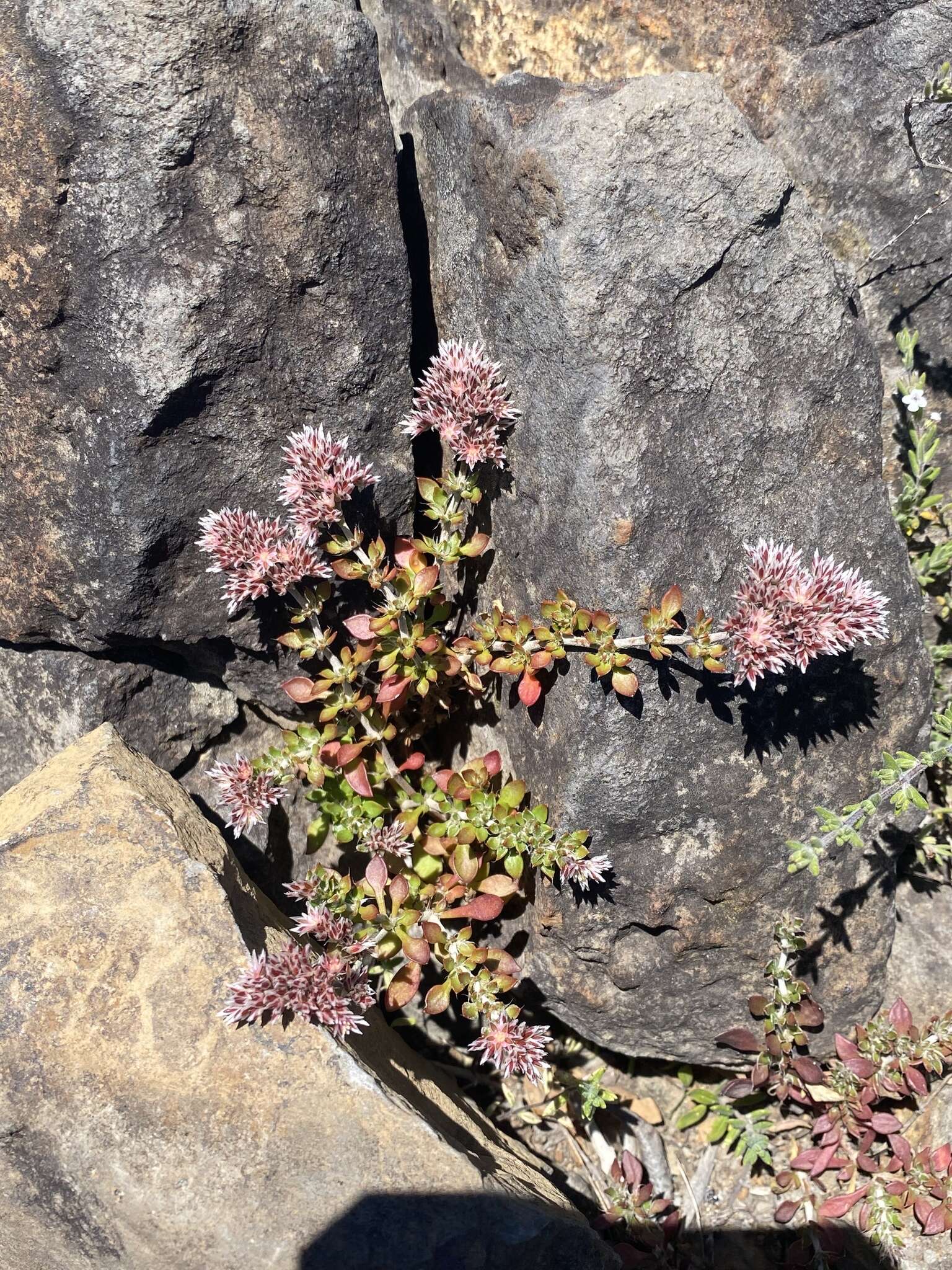 Imagem de Polycarpaea divaricata Poir. ex Steud.