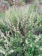 Image of black sage