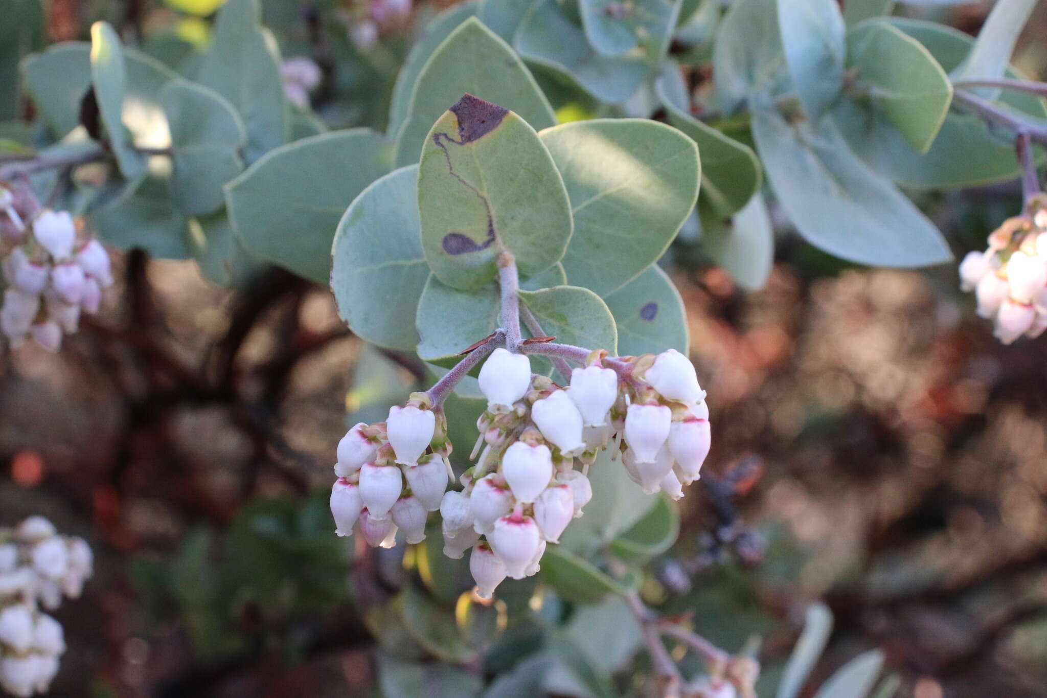 Слика од Arctostaphylos gabilanensis V. T. Parker & M. C. Vasey