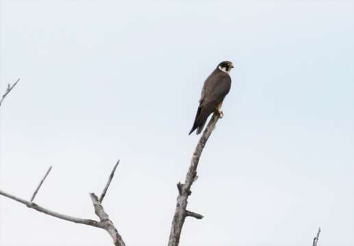 Image of Falco subbuteo subbuteo Linnaeus 1758