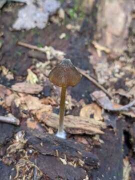 Image of Entoloma luteum Peck 1902