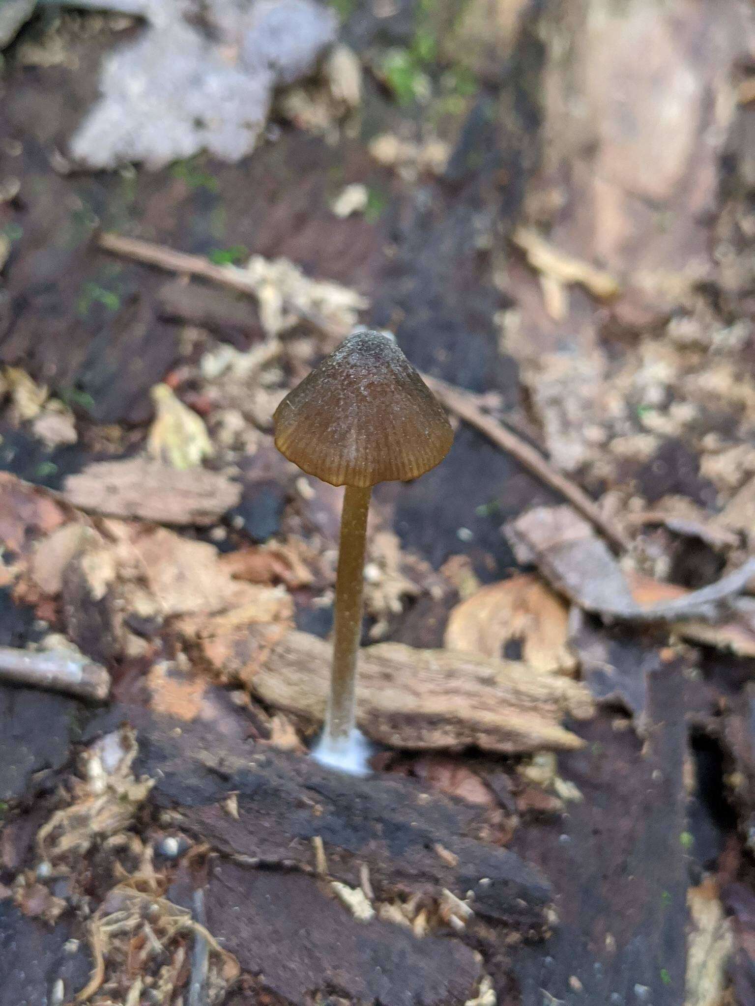 Image of Entoloma luteum Peck 1902