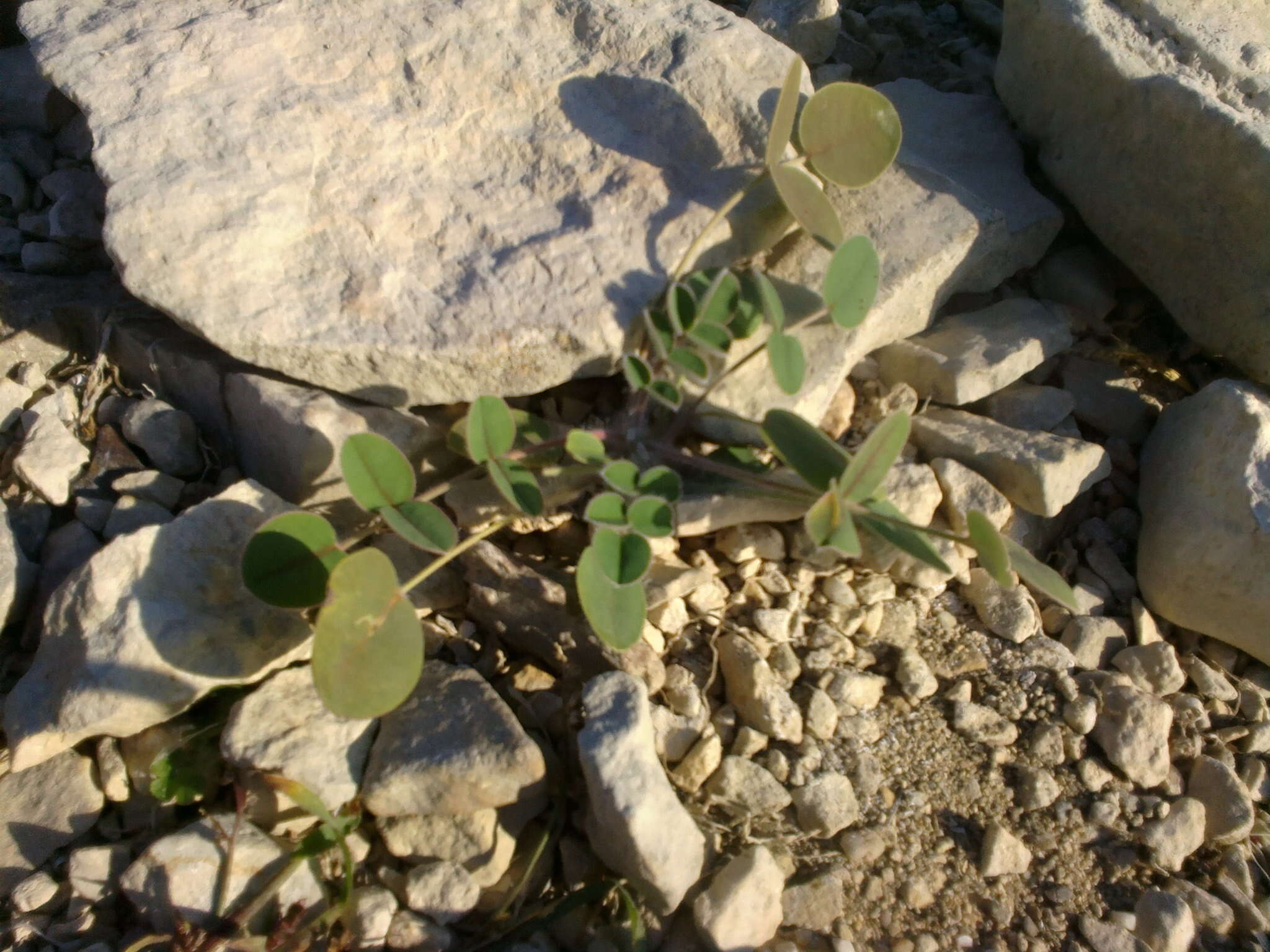 Image of Onobrychis pallasii (Willd.) M. Bieb.