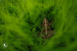 Image of Asian Brackish Frog