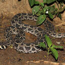 Image of Lowland Swamp Viper