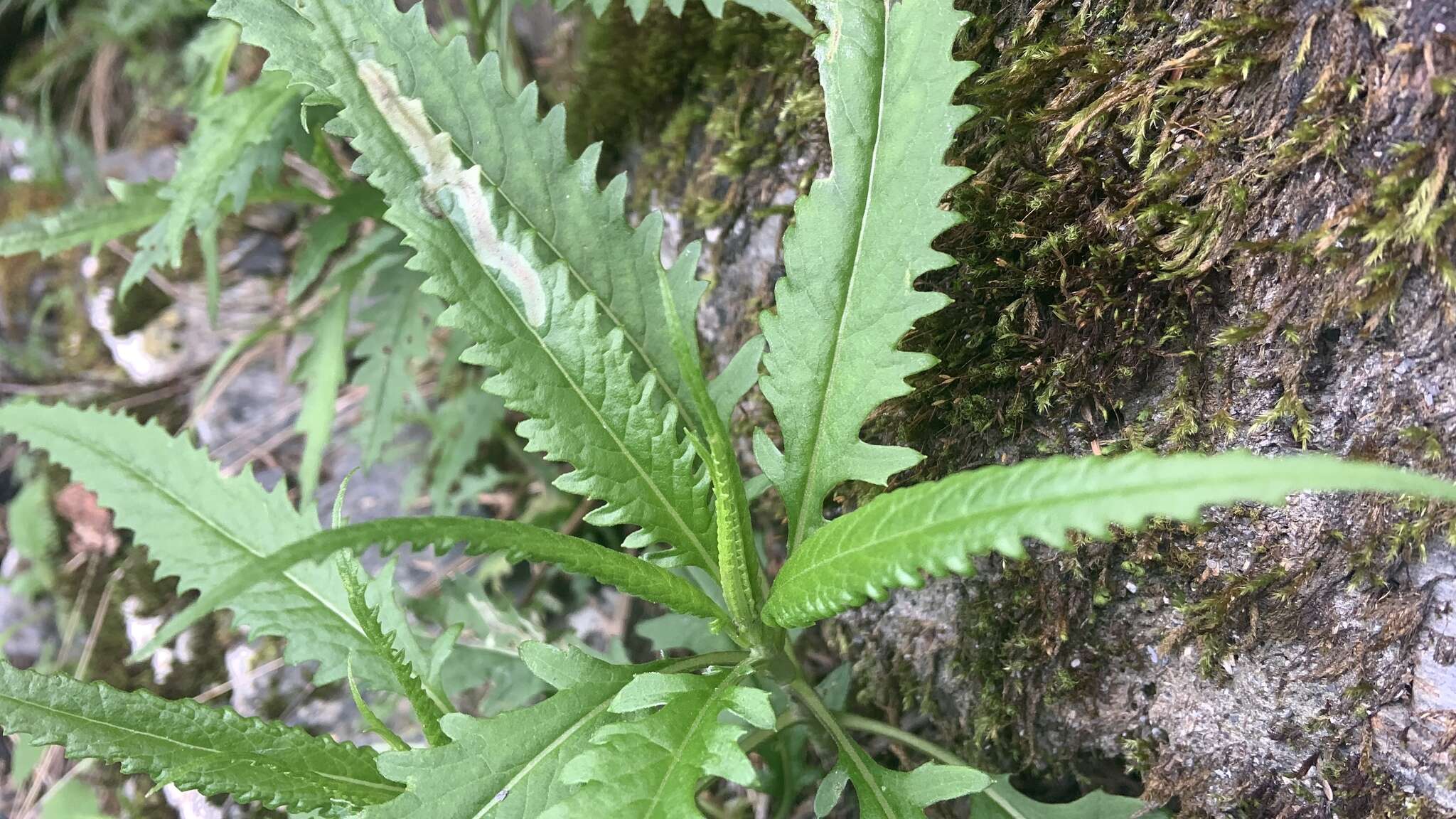 Plancia ëd Senecio morrisonensis var. dentatus Kitam.