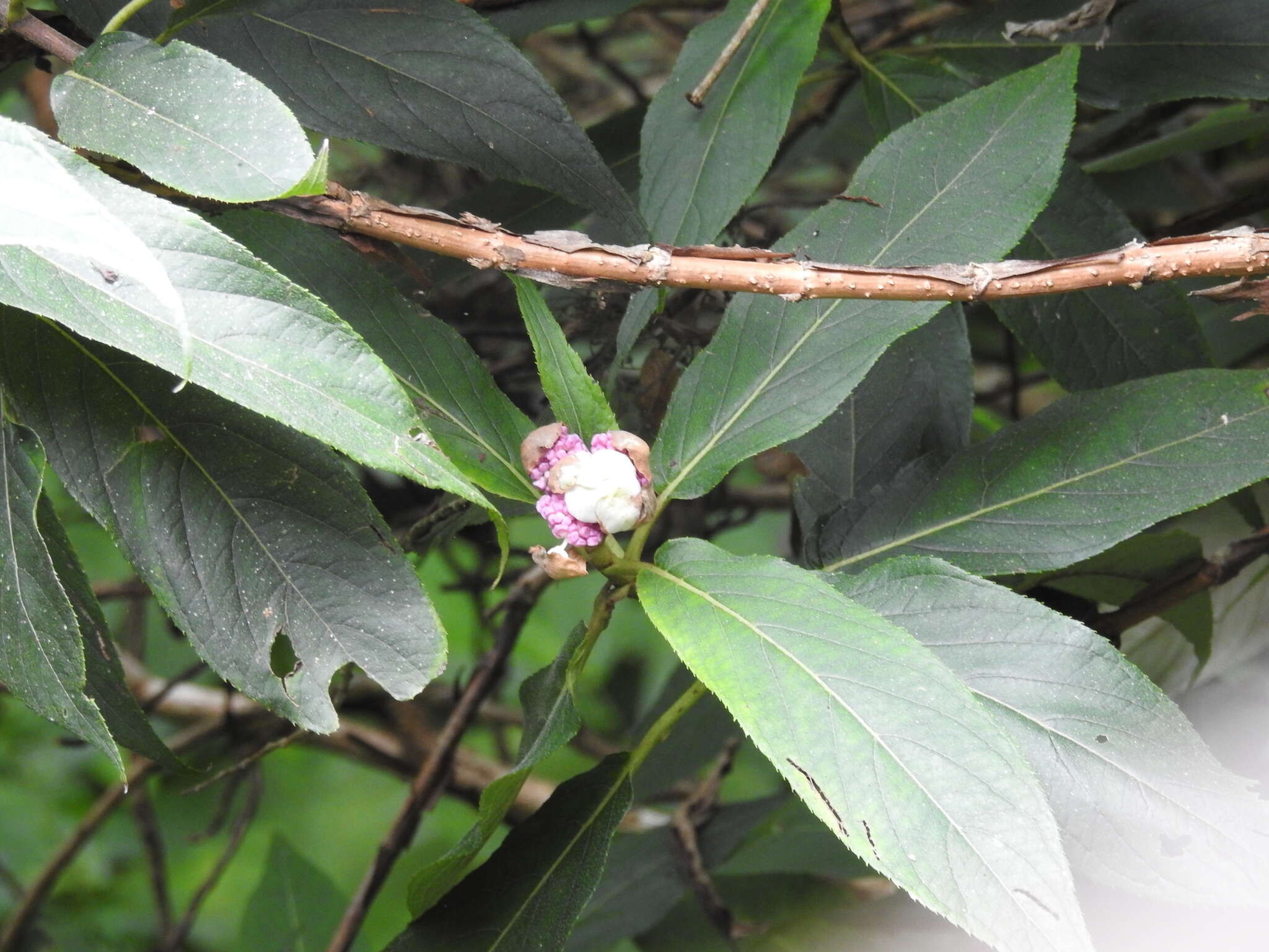 Image of Hydrangea longifolia Hayata