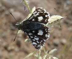 Image of Spialia spio Linnaeus 1764