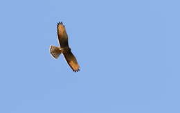 Image of Grasshopper Buzzard