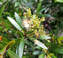 Syzygium pondoense Engl. resmi