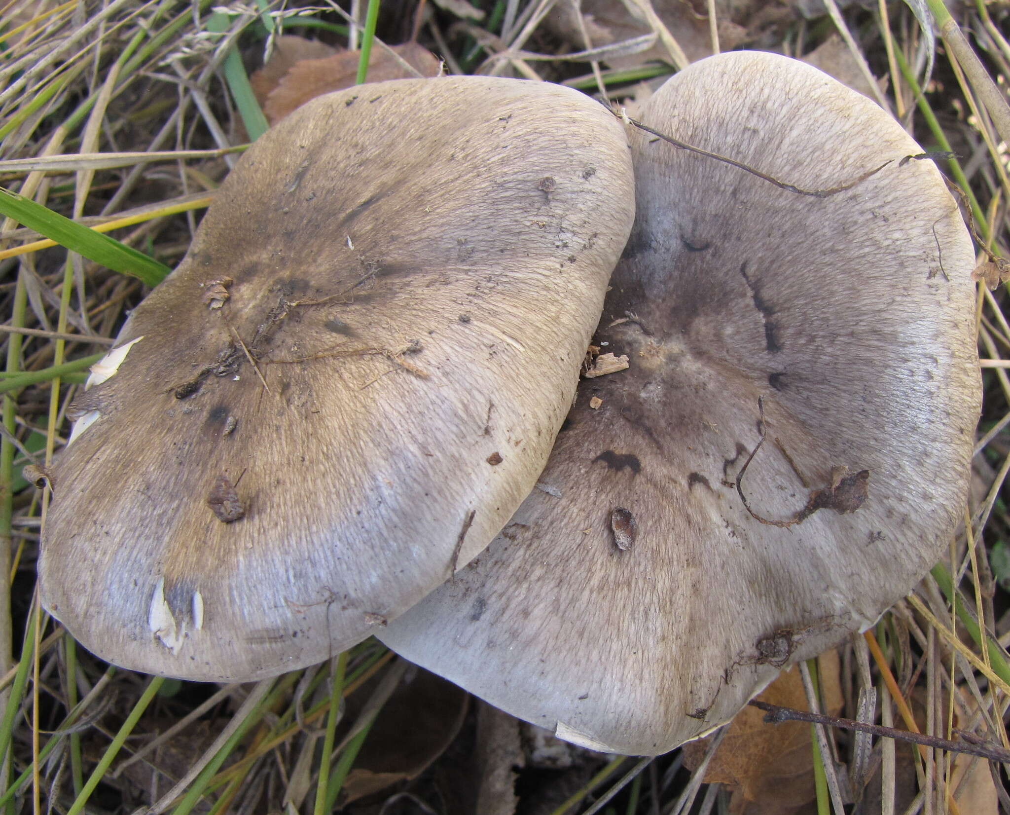 Imagem de Tricholoma portentosum (Fr.) Quél. 1873