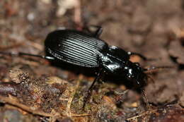 Image of Pterostichus (Platysma) niger (Schaller 1783)