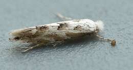 Phyllonorycter sagitella (Bjerkander 1790)的圖片