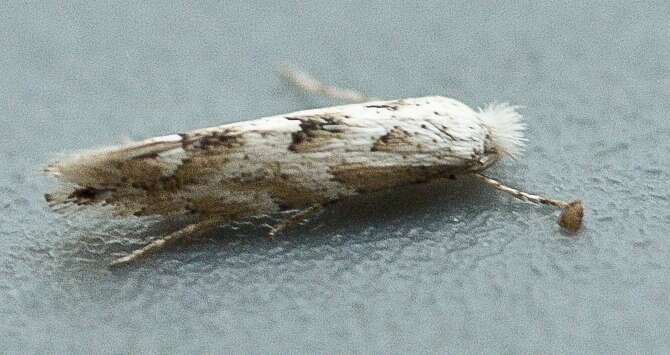 Phyllonorycter sagitella (Bjerkander 1790)的圖片