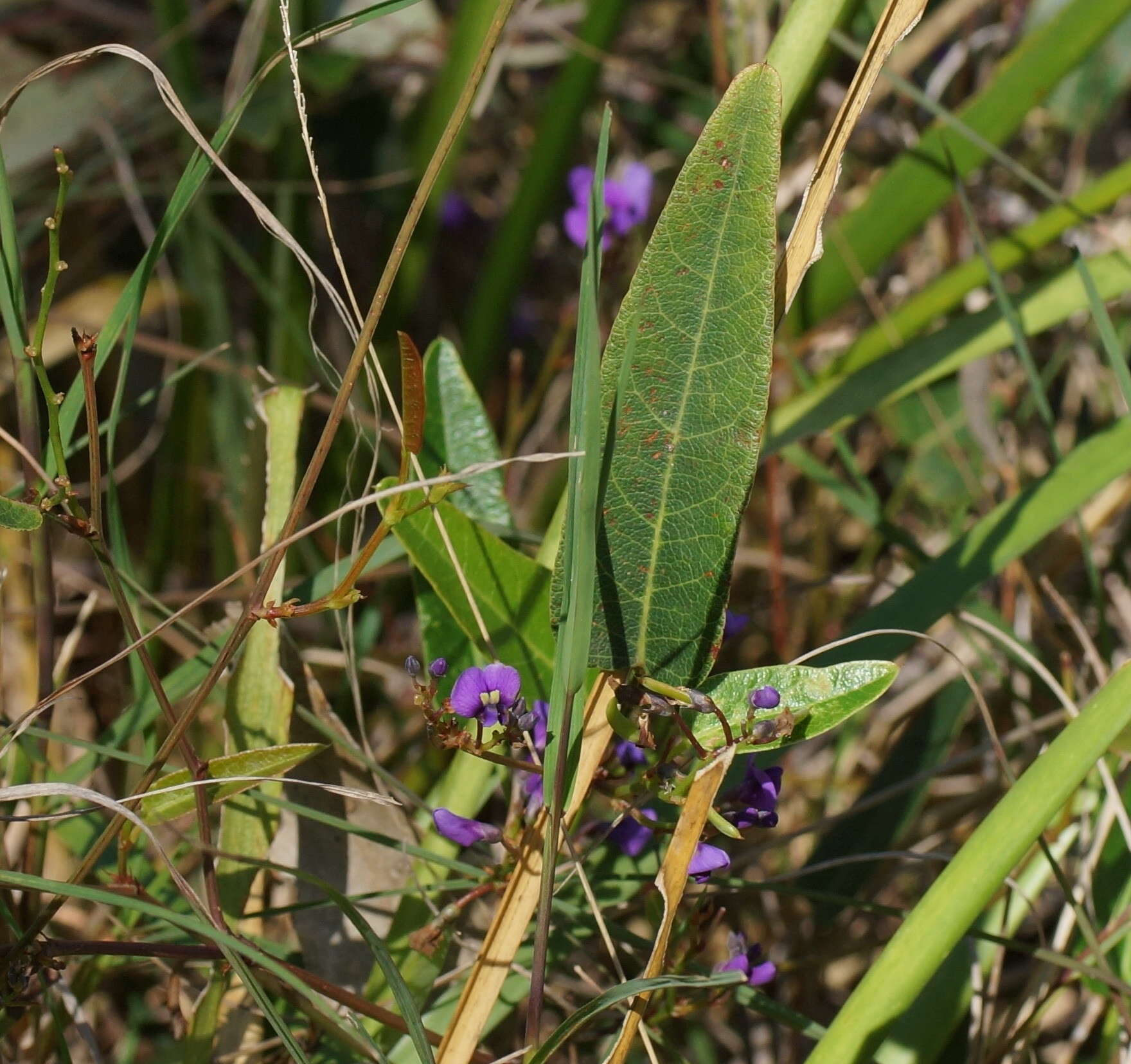 Hardenbergia violacea (Schneev.) Stearn resmi