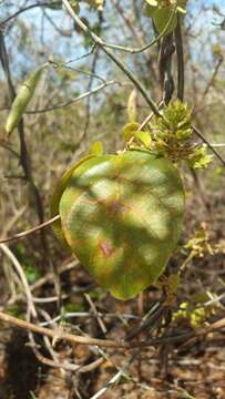 Image de Combretum albiflorum (Tul.) C. C. H. Jongkind