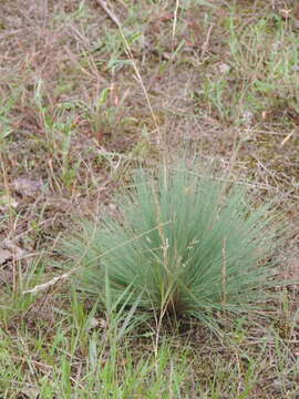 Image of clubawn grass