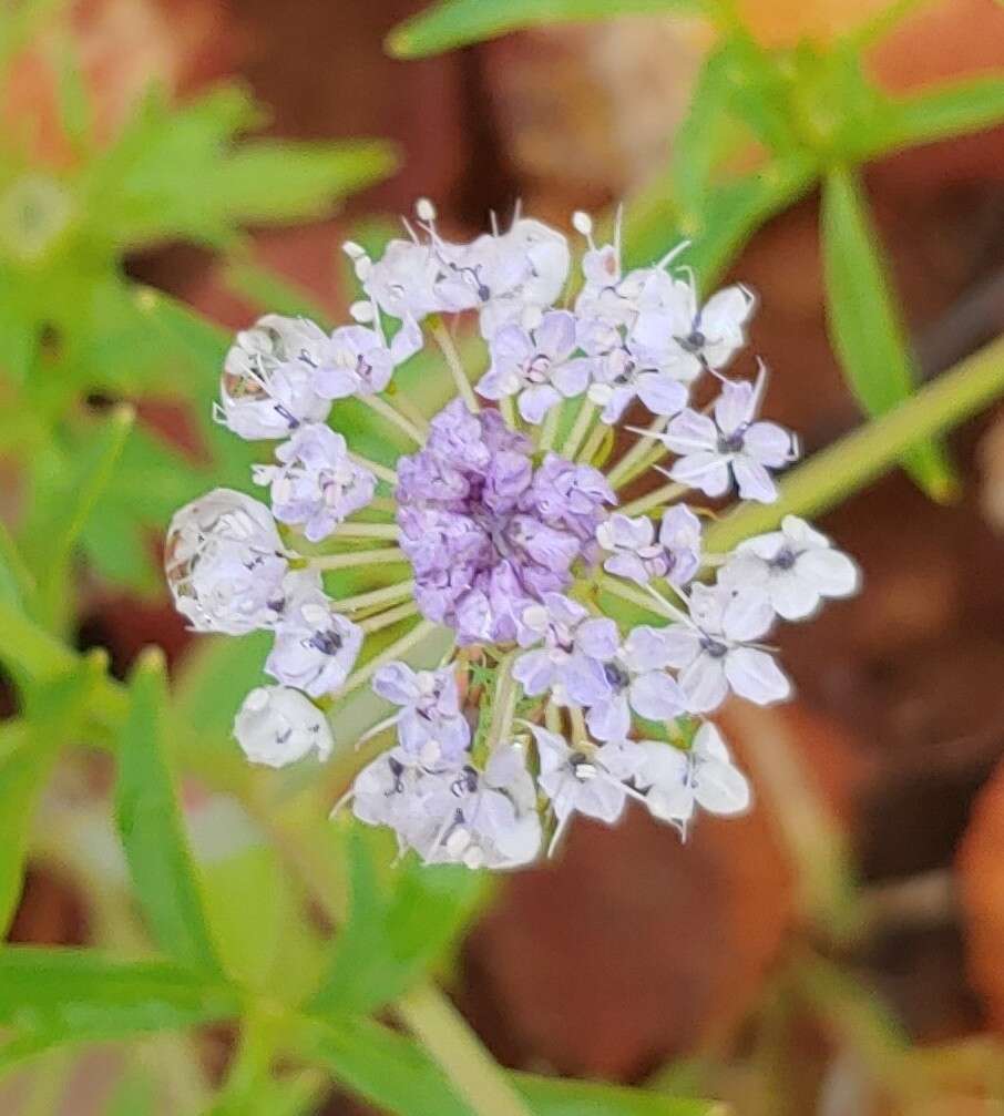 Imagem de Trachymene cyanantha Boyland