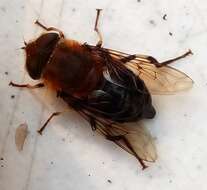 صورة Eristalis circe Williston 1891