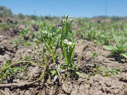 Image of Great Basin Calico-Flower