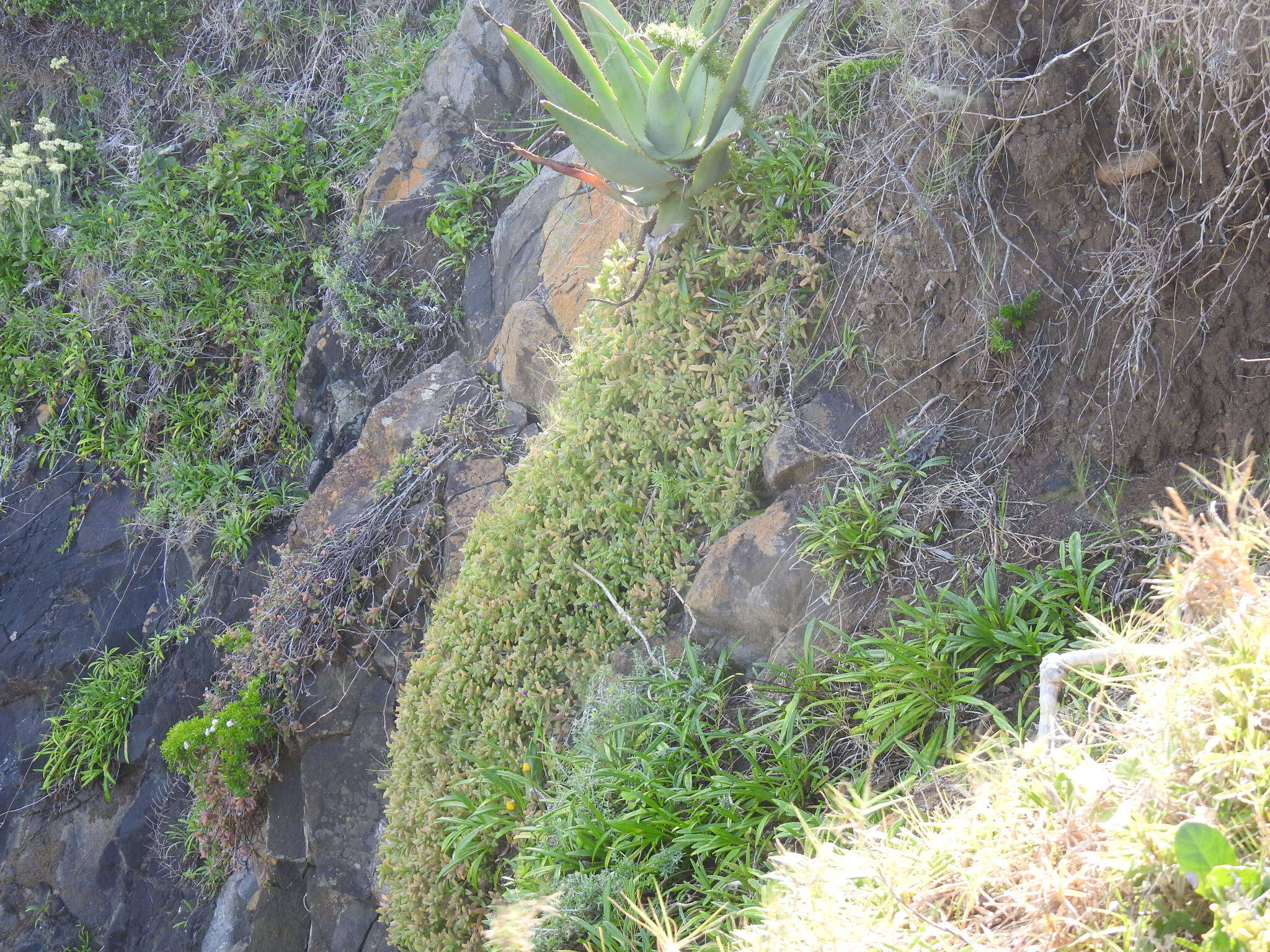 Imagem de Delosperma stenandrum L. Bol.