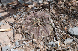 Image of Gymnocalycium bodenbenderianum A. Berger