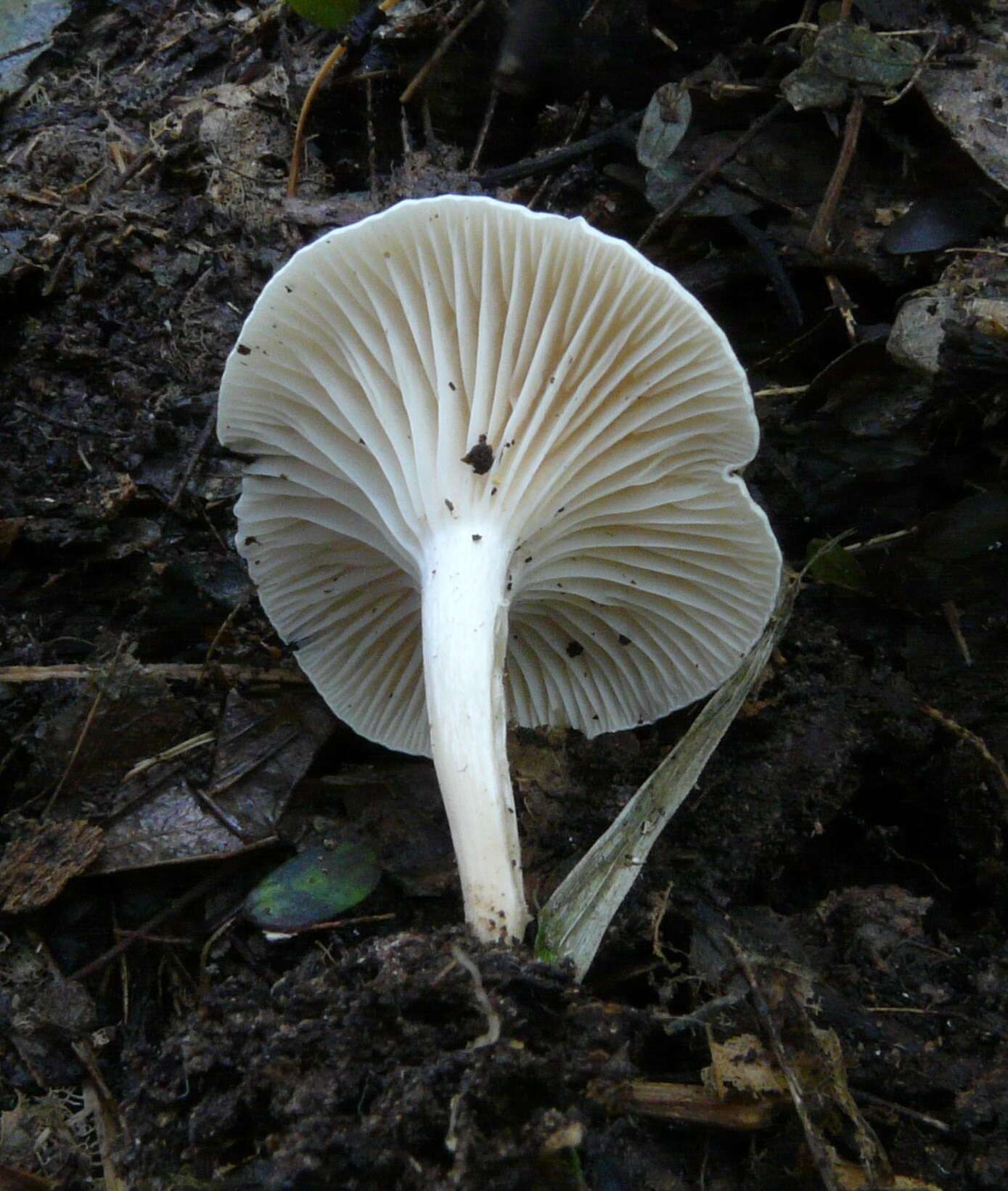 Image of Camarophyllus impurus E. Horak 1990