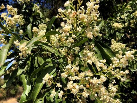 Image of Atalaya salicifolia (DC.) Bl.