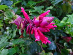 Image of Salvia wagneriana Pol.