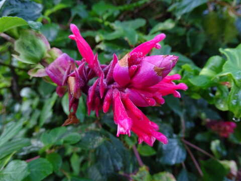 Image of Salvia wagneriana Pol.