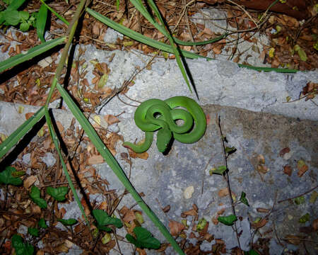 Image of White-lipped island pitviper