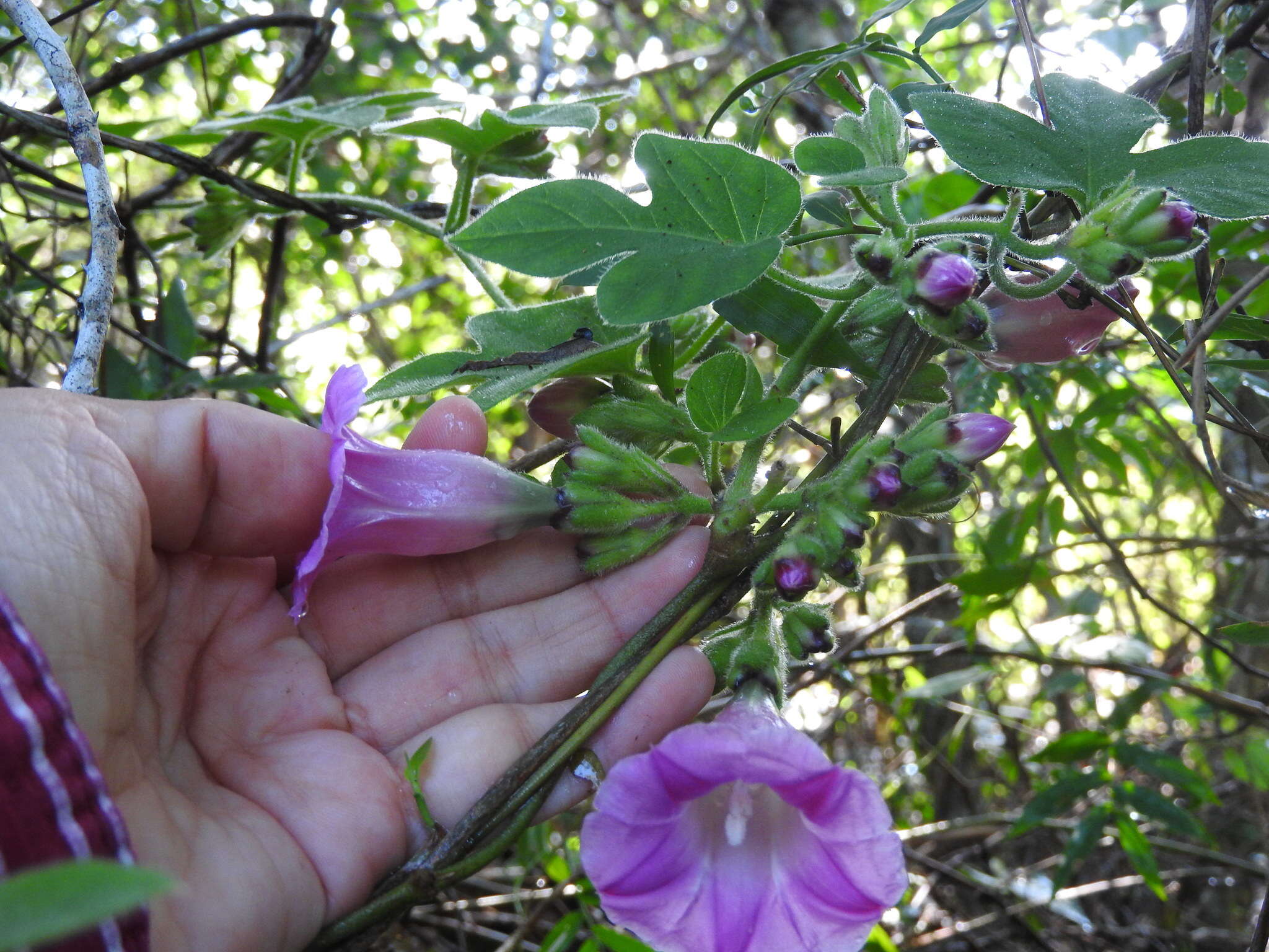 Image of <i>Ipomoea peteri</i>