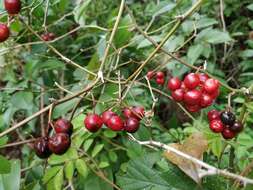 Image of Smilax excelsa L.