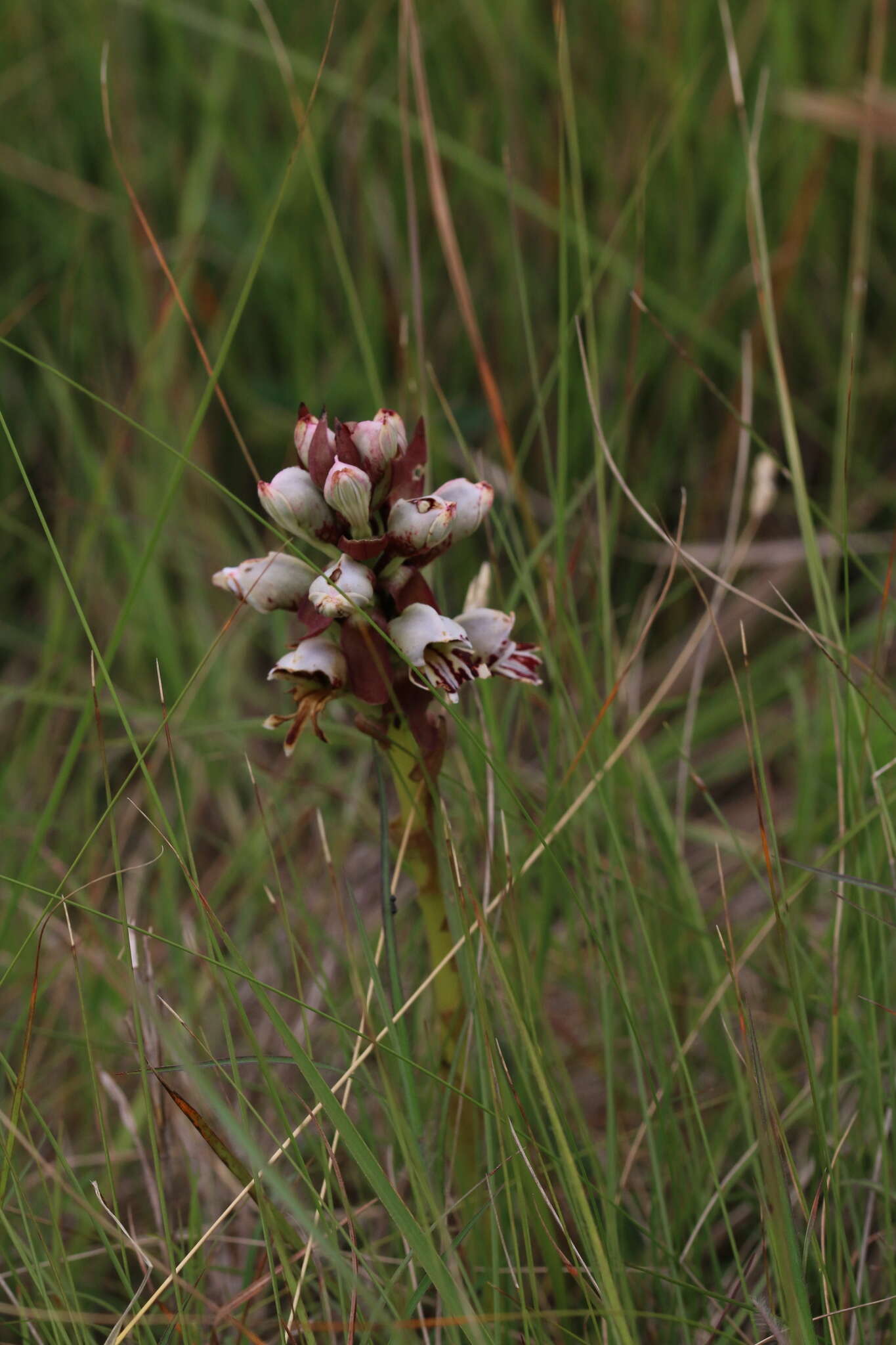 Image de Satyrium sphaerocarpum Lindl.