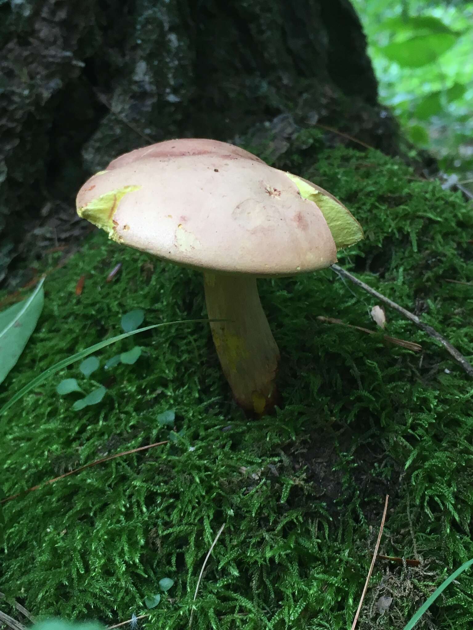 Image of Baorangia bicolor (Kuntze) G. Wu, Halling & Zhu L. Yang 2015