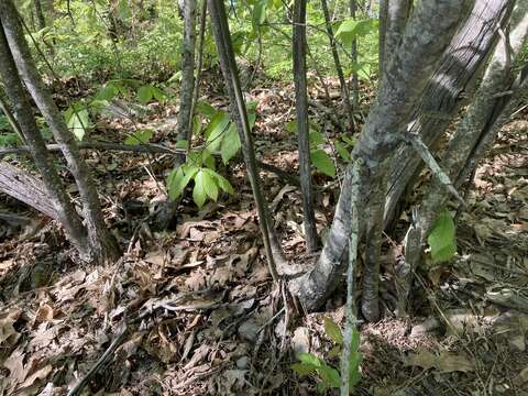 Castanea ozarkensis Ashe的圖片