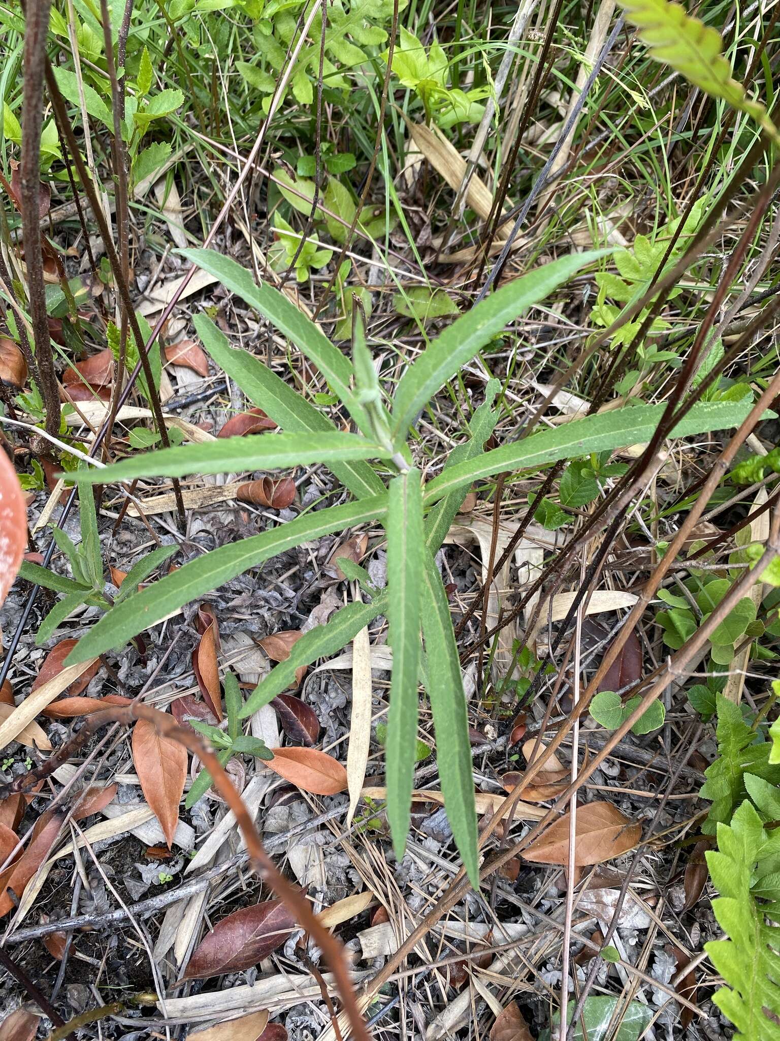 Image of pine barren thoroughwort