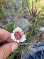 Image of Calochortus ghiesbreghtii S. Watson