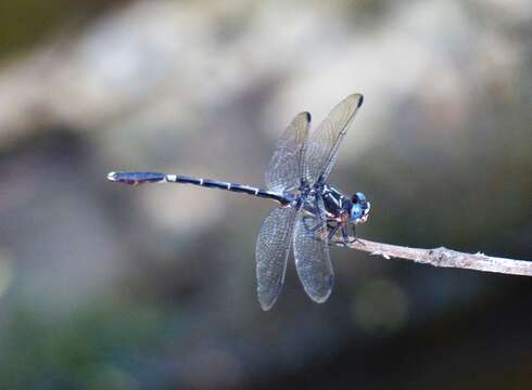 Image of Progomphus complicatus Selys 1854