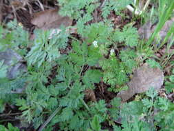 Image of hairyfruit chervil