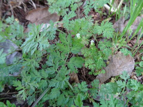 Image of hairyfruit chervil