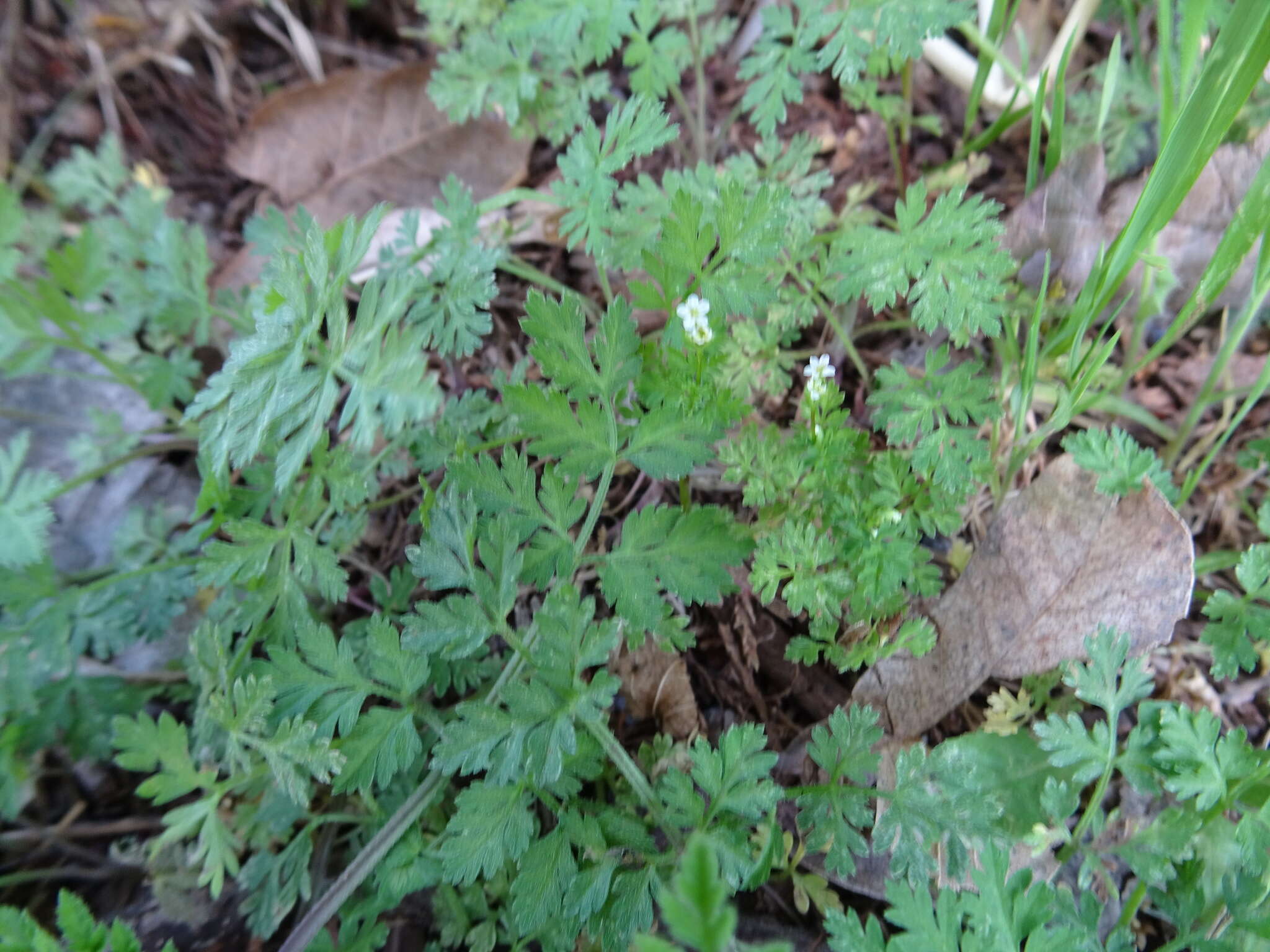 Image of hairyfruit chervil