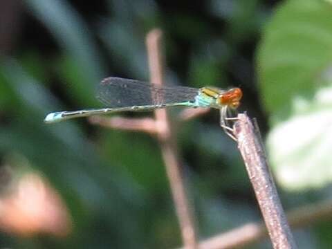 Image of Pseudagrion rubriceps Selys 1876