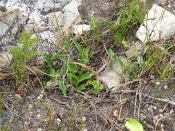 Image of Hibiscus aethiopicus var. aethiopicus