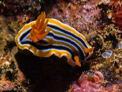 Image of Chromodoris colemani Rudman 1982