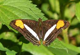 Imagem de Adelpha falcipennis