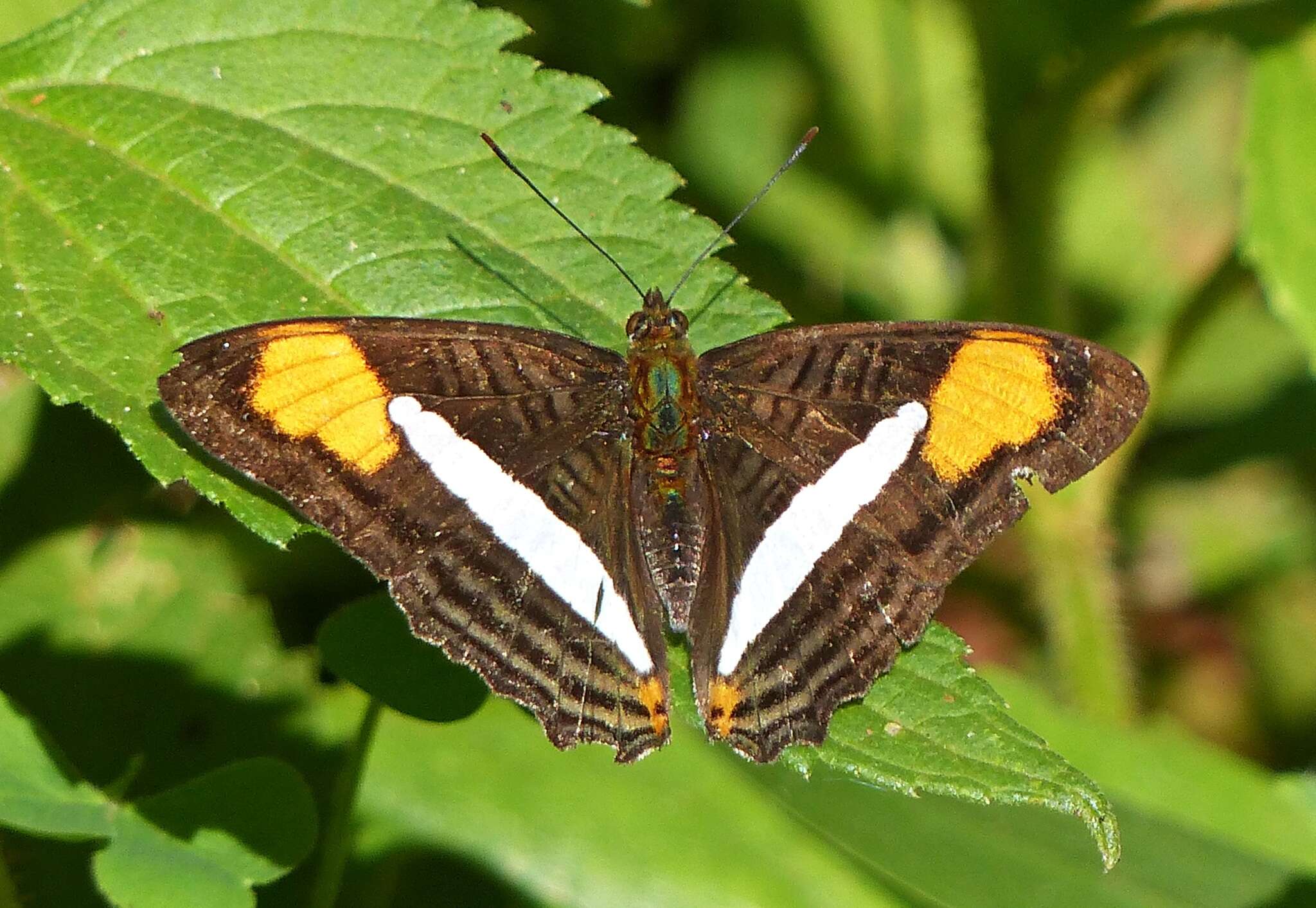 Image of Adelpha falcipennis