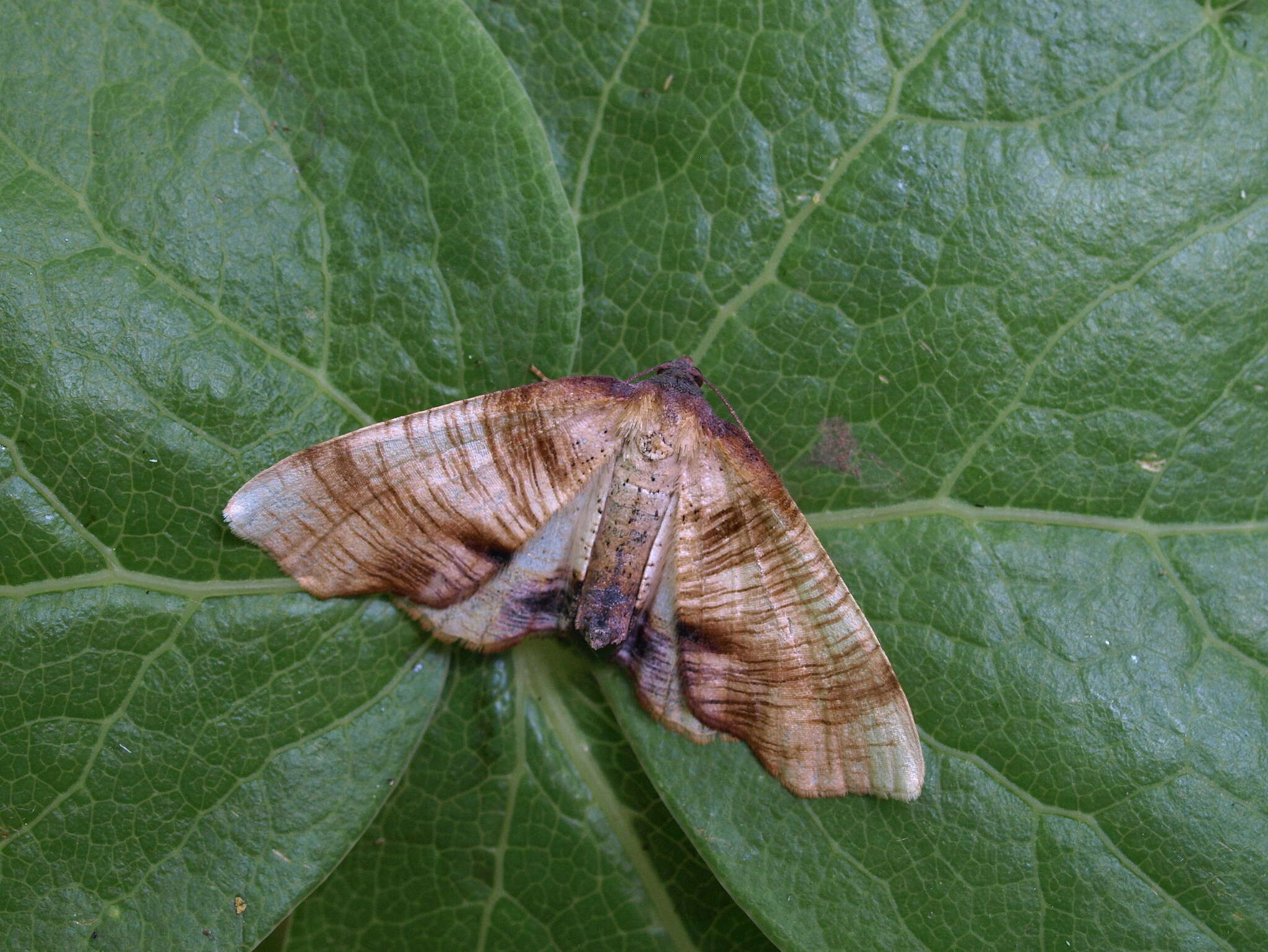 Image of scorched wing